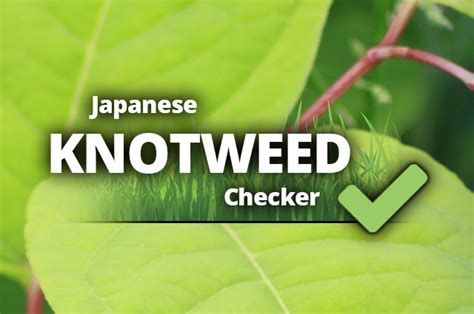 How To Identify Japanese Knotweed Cel Solicitors