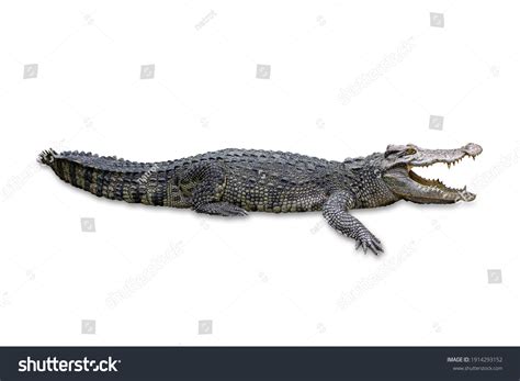 53,016 Crocodile With White Background Images, Stock Photos & Vectors ...