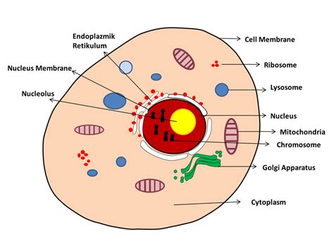 The structure of the cell is shown with a simple diagram Cell Membrane ...