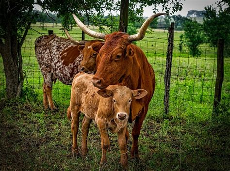 90+ Free Longhorn Cattle & Longhorn Images - Pixabay