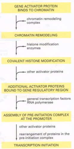 Biology 300 Chapter 8 Control Of Gene Expression Flashcards Quizlet