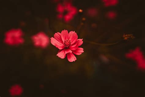 3840x2160px | free download | HD wallpaper: Red Flower, bloom, blossom ...