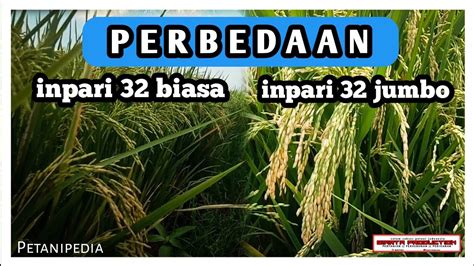 PERBEDAAN BIBIT PADI UNGGUL INPARI 32 JUMBO DENGAN INPARI 32 HDB Biasa