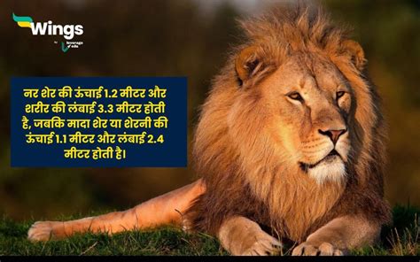 Facts About Lion : शेरों से जुड़े 25 आश्चर्जनक तथ्य, जो आपने कहीं नहीं सुने होंगे | Leverage Edu