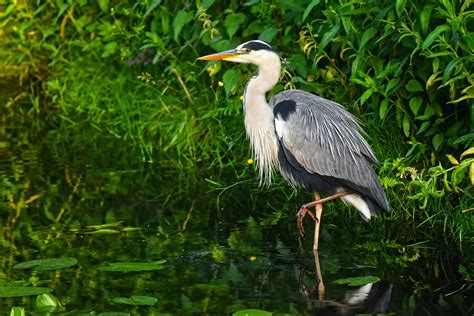 Heron Waterbird Bird Wading Free Photo On Pixabay Pixabay