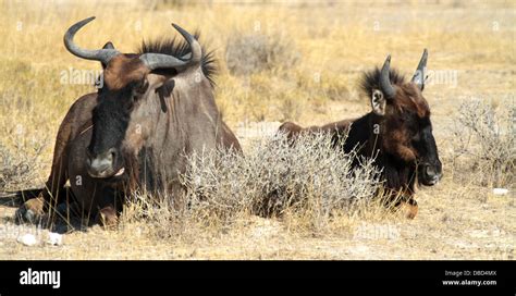 A mother wildebeest and her calf resting Stock Photo - Alamy