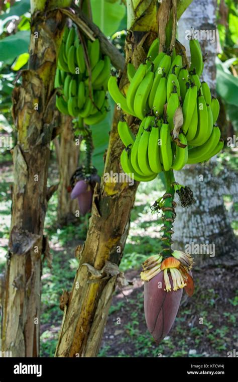 Bananas And Banana Flowers On Tree In Cottage Garden Jamaica