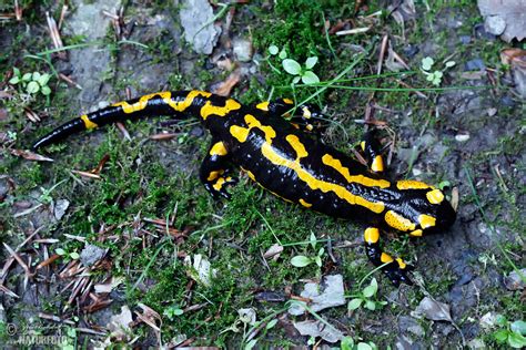 Fire Salamander Photos, Fire Salamander Images, Nature Wildlife Pictures | NaturePhoto