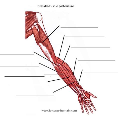 Les Quiz Sur Le Corps Humain Les Muscles Du Bras Postérieur Image