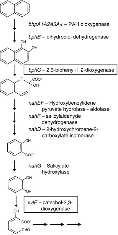 The Catabolic Pathway For The Degradation Of Naphthalene By Sphingobium