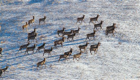 Wildlife Photography- Discover Mongolia's Wild Side