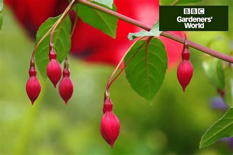 How To Grow Fuchsias Growing Growing Plants Fuchsia