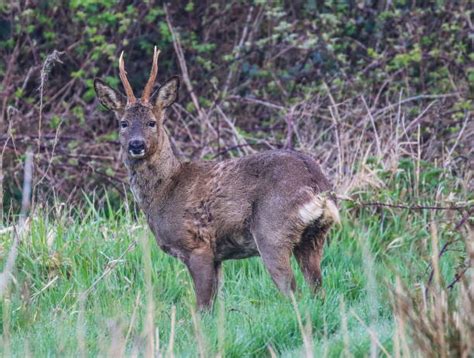 Roe Deer Uk Stock Photos, Pictures & Royalty-Free Images - iStock