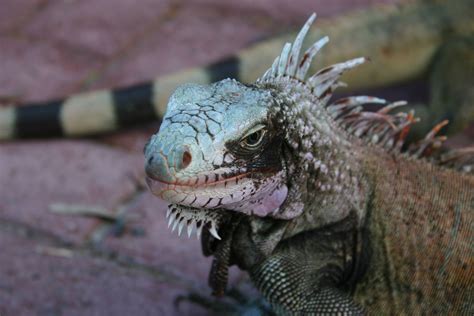 Cayman Cayman, Lizard, Destinations, Animals, Animales, Animaux, Animal ...