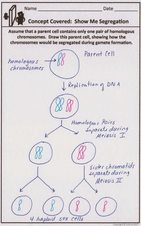 Mitosis Vs Meiosis Amoeba Sisters Worksheet