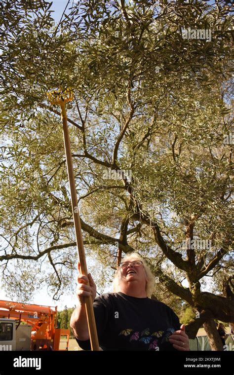 La Imagen Muestra La Recolecci N De Aceitunas De Un Rbol El Olivo De