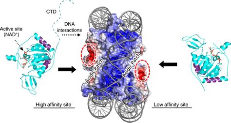 Multivalent Interactions Comprise The SIRT6 Nucleosome Interaction The