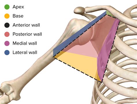 Axilla And Brachial Plexus Anatomy Concise Medical Knowledge