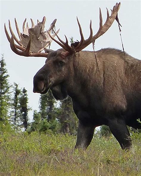 Moose Life-Size Skins - Antlers by Klaus