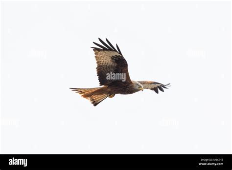 Natural Red Kite Bird In Flight Milvus Milvus Spread Wings White