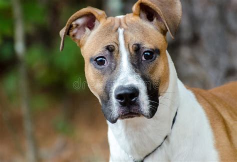 Boxer Mix Breed Adoption Photo Stock Image - Image of county, shepherd ...