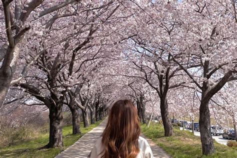 부산 최고의 벚꽃 명소🌸🌸🌸 트립닷컴 부산