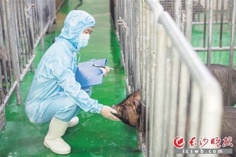 赛诺生物15年潜心研发，在国际上首建“移植供体培养－猪胰岛提取－临床应用”的完整技术体系 腾讯新闻