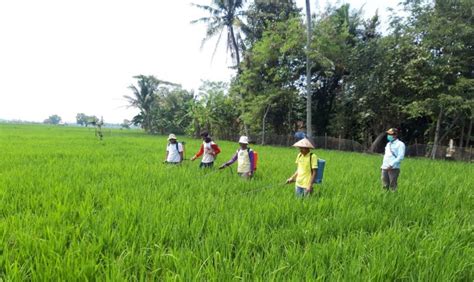 Data Bps Sektor Pertanian Serap Lapangan Kerja Tertinggi Di Tahun 2022