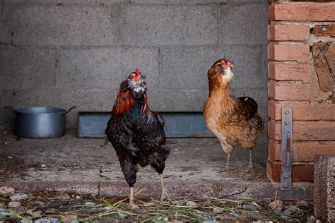 Araucana La Gallina Dalle Uova Azzurre Poggio Diavolino