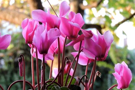 Cyclamen Flower Pink Color - Free photo on Pixabay