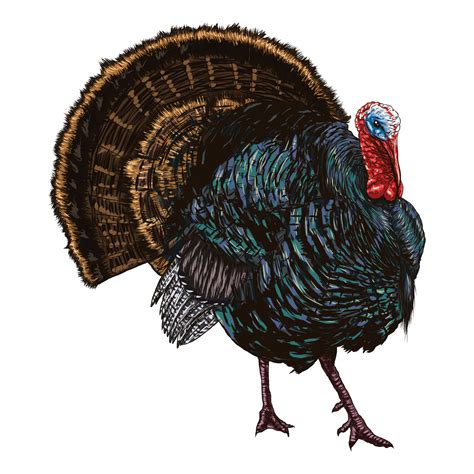 Turkey bird. Vector illustration of wild turkey in engraving technique. 17032534 Vector Art at ...