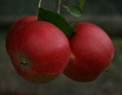 Buy Apple Trees Early Varieties Online CRJ Fruit Trees Nursery UK