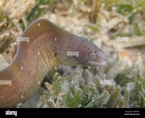 Geometric Moray Eel Fish Gymnothorax Griseus At The Sea Grass Stock