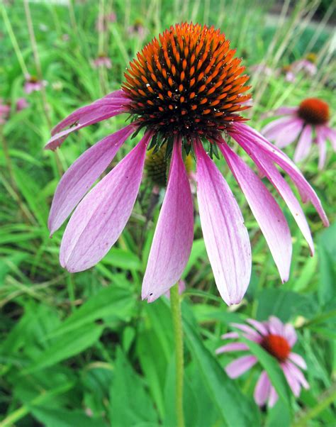 Eastern Purple Coneflower Echinacea Purpurea Photographed July 28