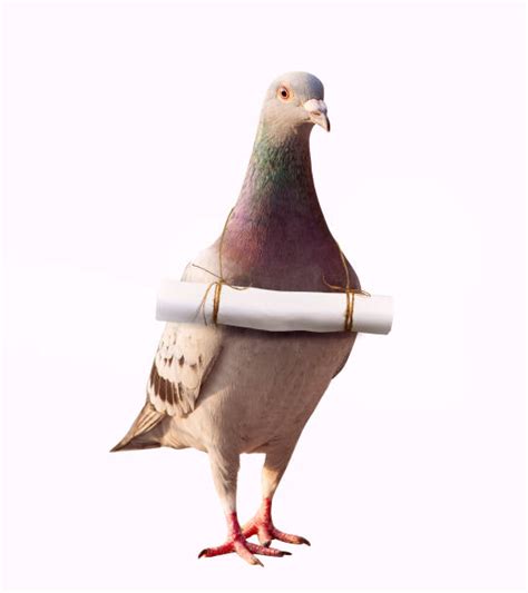 Pigeon Message Stock Photos, Pictures & Royalty-Free Images - iStock