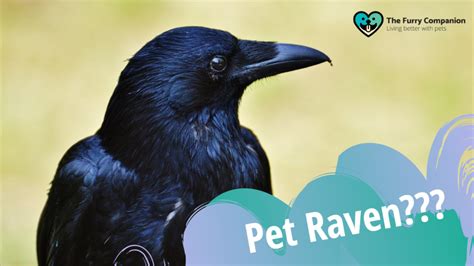 Pet Ravens: Raving Reasons Why Not To Have Pet Ravens | The Furry Companion