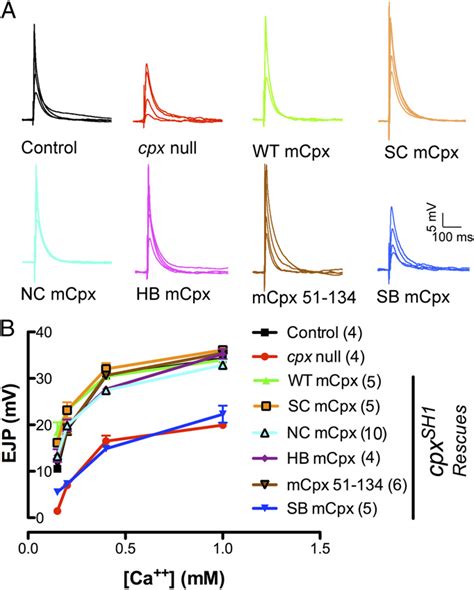 Evoked Release Properties Of Wt Mcpx And Individual Mutant Mcpx