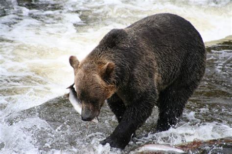 Grizzly Bear Photos | Sailcone's Grizzly Bear Lodge