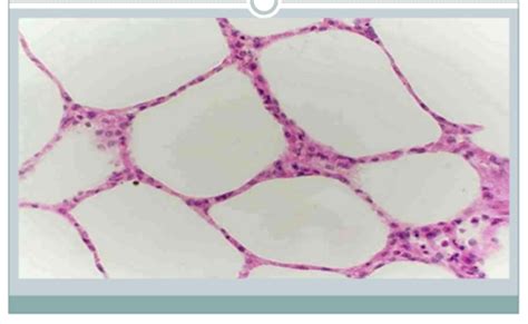 BIO 210 Lab Quiz 2 Tissues Flashcards Quizlet