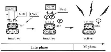 regulation  cdc activity  scientific diagram