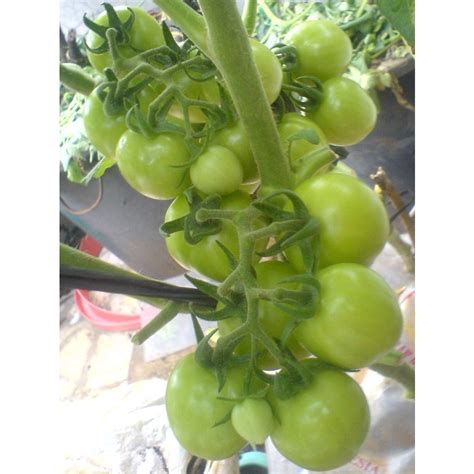 Jual Buah Sayur Segar Tomat Hijau Green Tomato 250 Gr 500 Gr 1 Kg