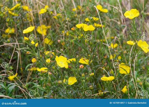 As Ervas Amarelas Selvagens Floresceram No Tempo De Mola Imagem De