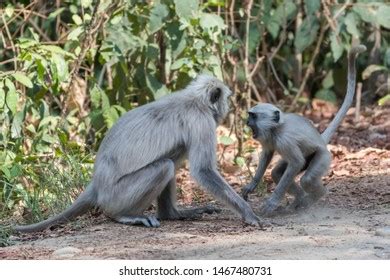 464 Langoor Monkey Images, Stock Photos & Vectors | Shutterstock