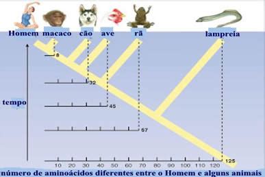 Profº Mazucheli Geografia Evidências da Evolução Biológica