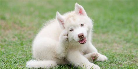 13 Best Dog Itch Relief Products – Causes, Prevention, Types