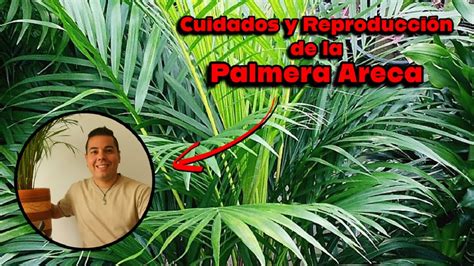 Reviv Mi Palmera Areca Aprende Que Sustrato Usar Riego Y C Mo