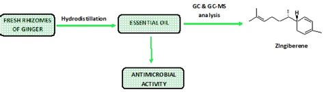 Chemical Composition And Antimicrobial Activity Of Fresh Rhizome