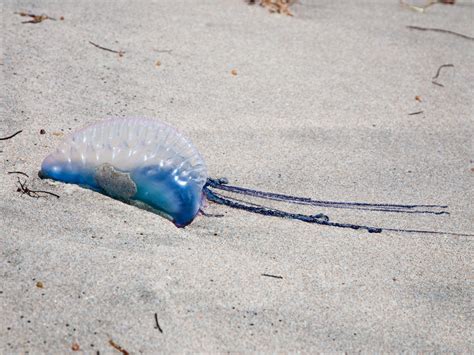 Scores of highly venomous 'jellyfish' wash up on beaches in Cornwall ...