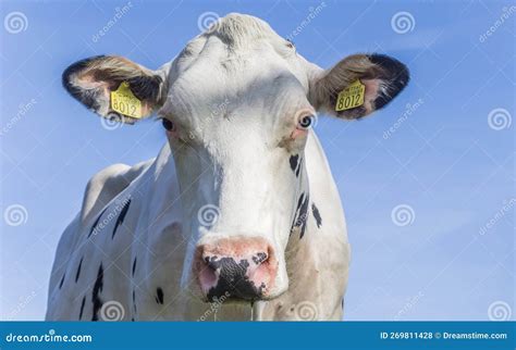 Dutch Holstein Cow In Farmers Stable Editorial Photo CartoonDealer