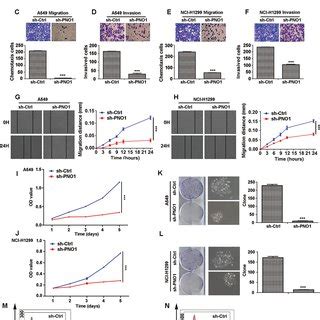 Knocking Down Pno Expression Suppresses Luad Cell Metastasis And